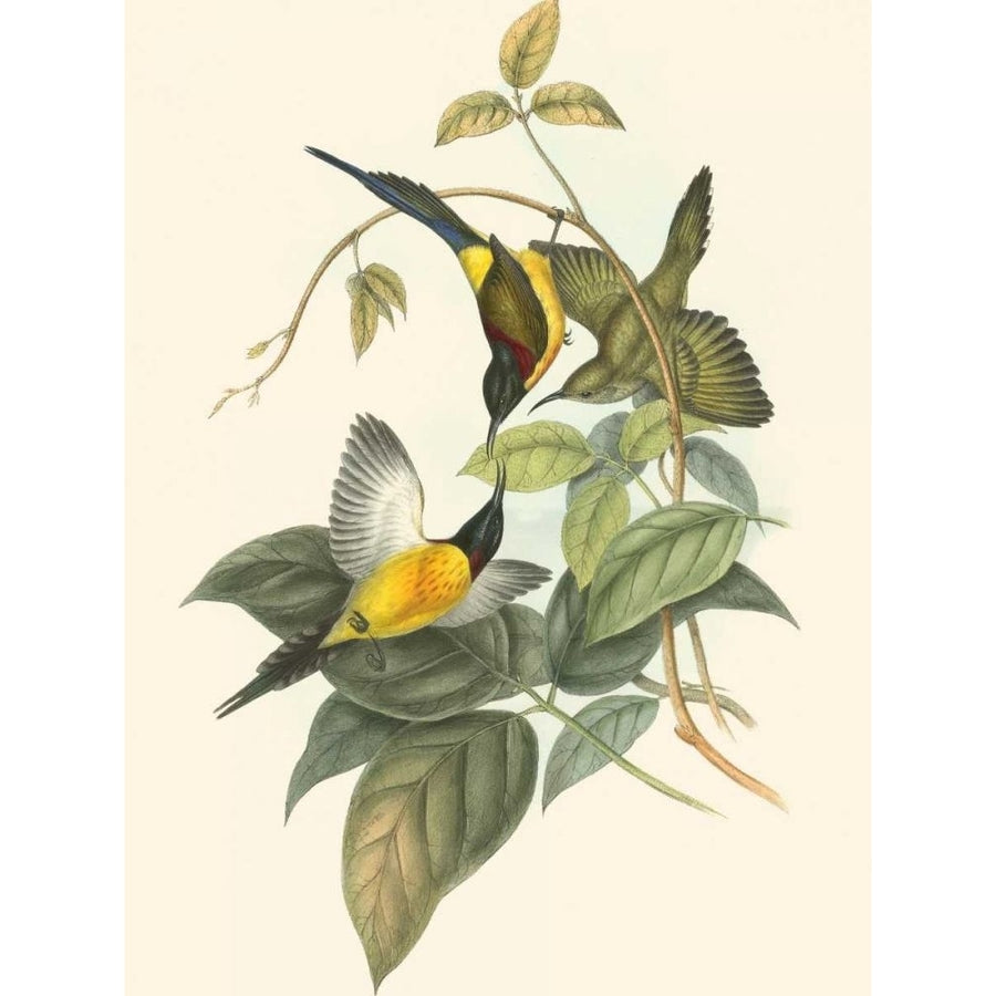 Small Birds of Tropics IV Poster Print - John Gould-VARPDX49696D Image 1