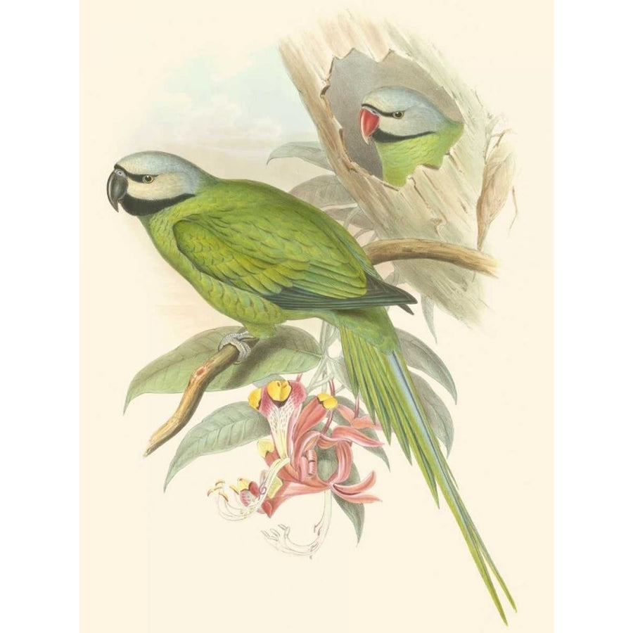 Small Birds of Tropics II Poster Print - John Gould-VARPDX49694D Image 1