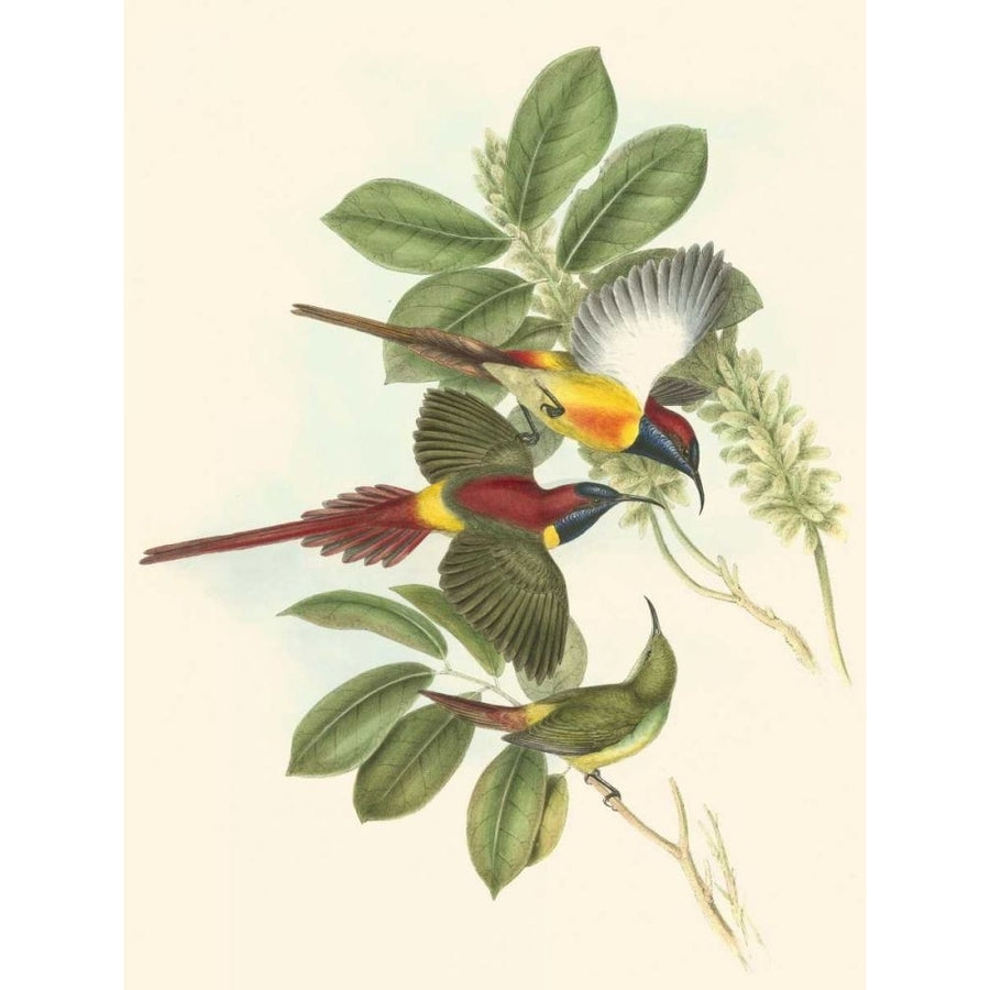 Small Birds of Tropics III Poster Print - John Gould-VARPDX49695D Image 1