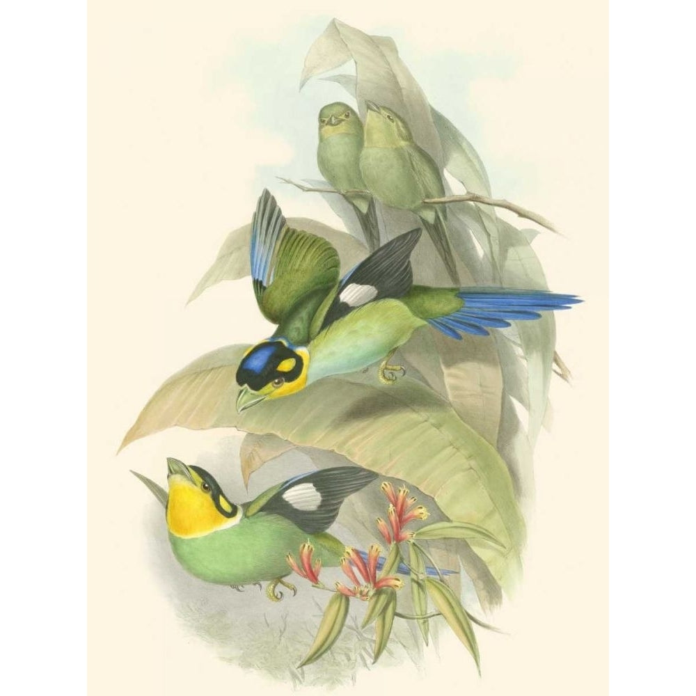 Small Birds of Tropics I Poster Print - John Gould-VARPDX49693D Image 1