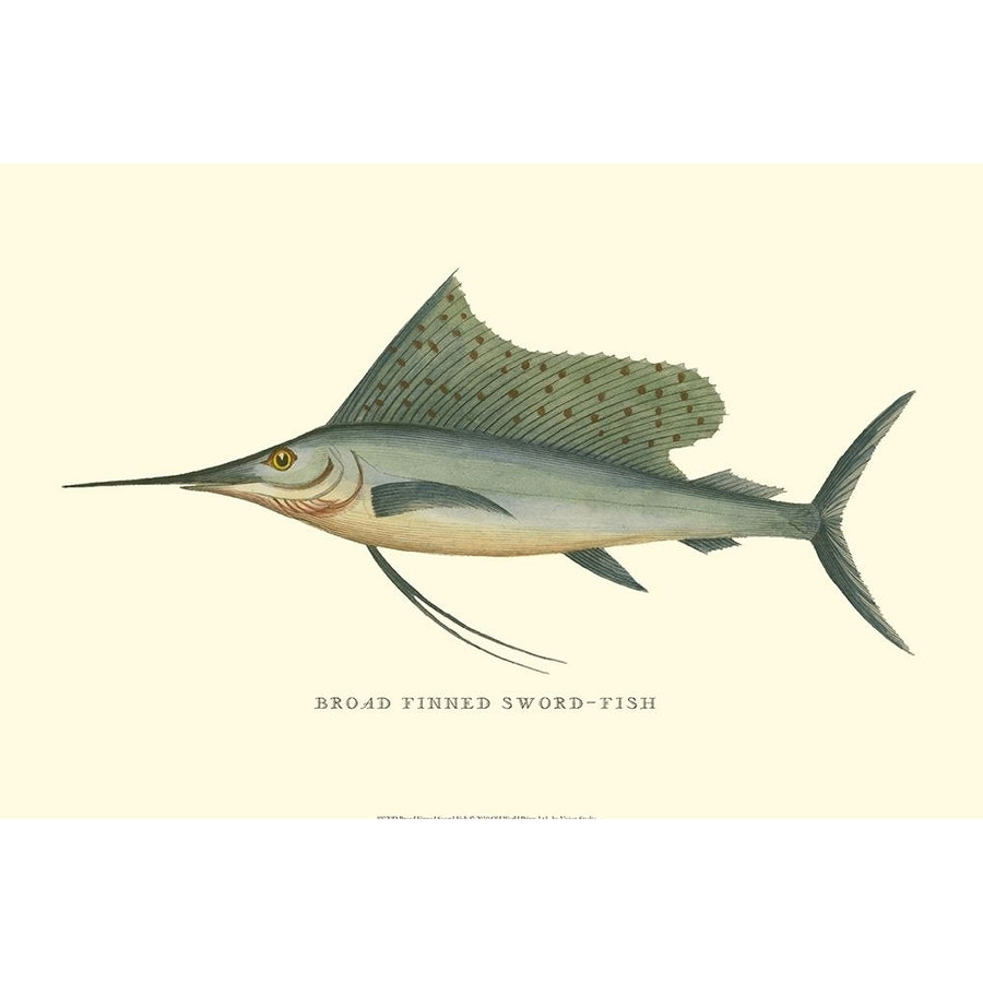 Broad Finned Sword-Fish Poster Print - Studio Vision-VARPDX49720D Image 1