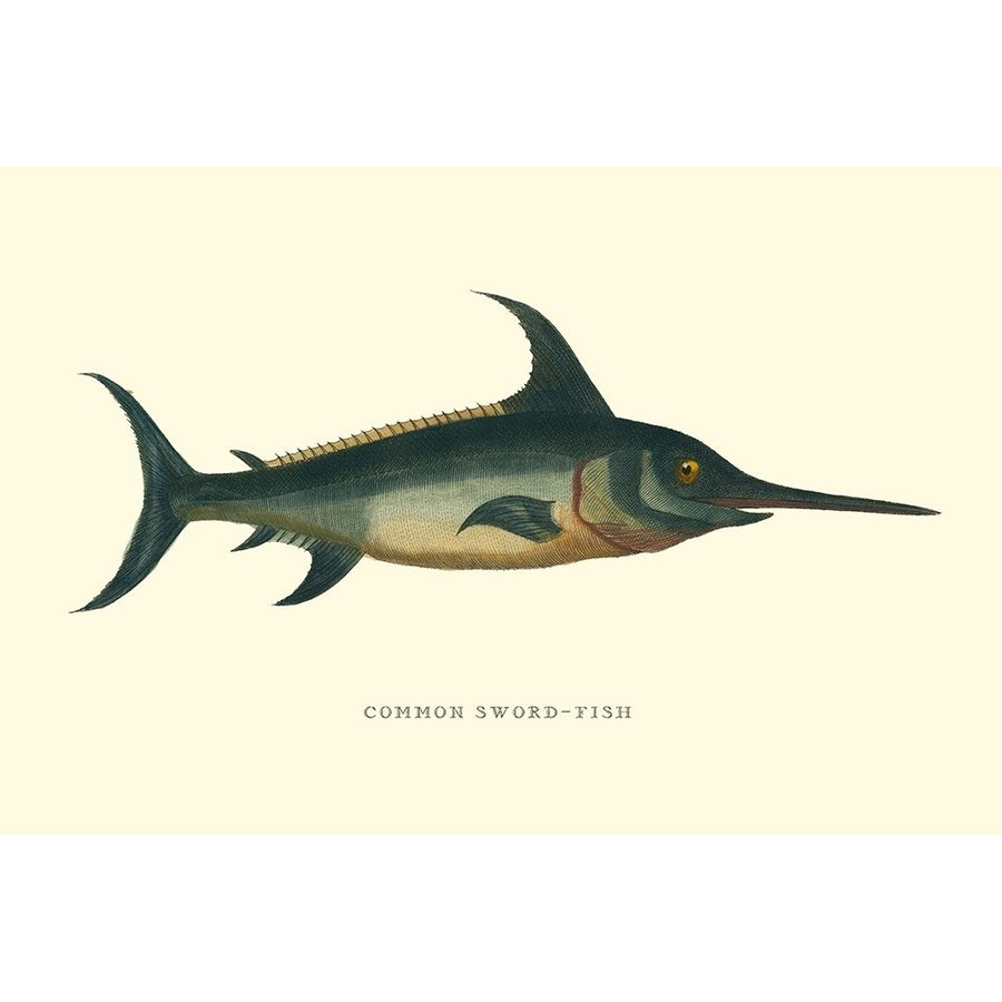 Common Sword-Fish Poster Print - Studio Vision-VARPDX49719D Image 1