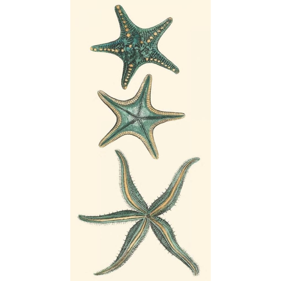 Aquamarine Starfish I Poster Print - Studio Vision-VARPDX49729D Image 1