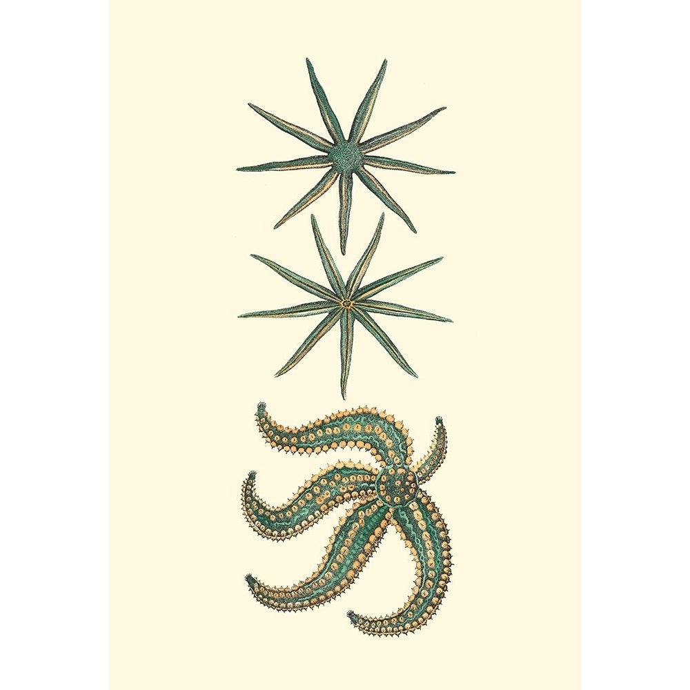 Aquamarine Starfish II Poster Print - Studio Vision-VARPDX49730D Image 1