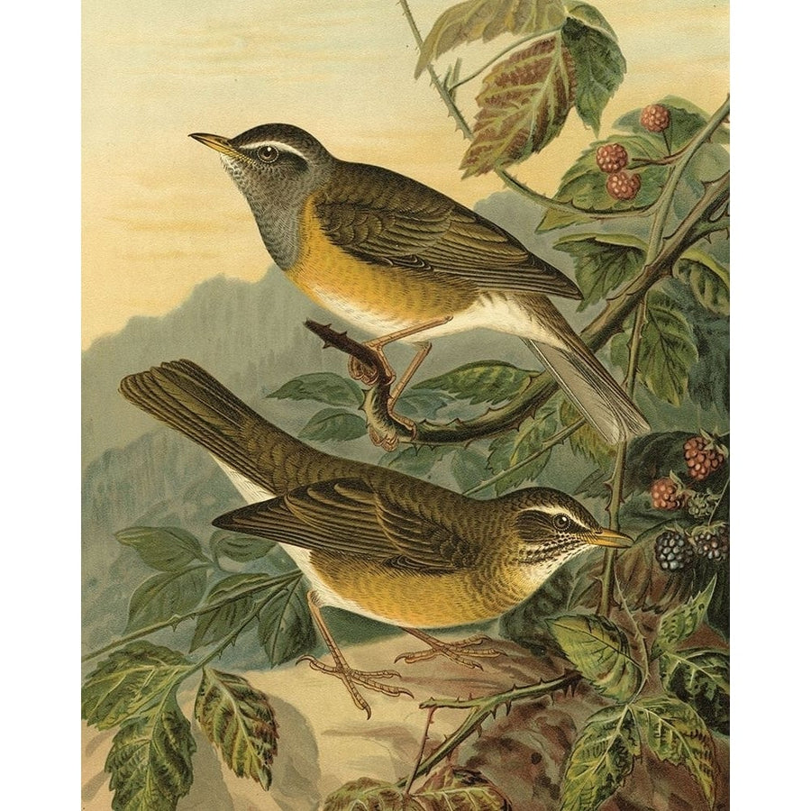 Small Woodland Birds III Poster Print - Studio Vision-VARPDX49738D Image 1