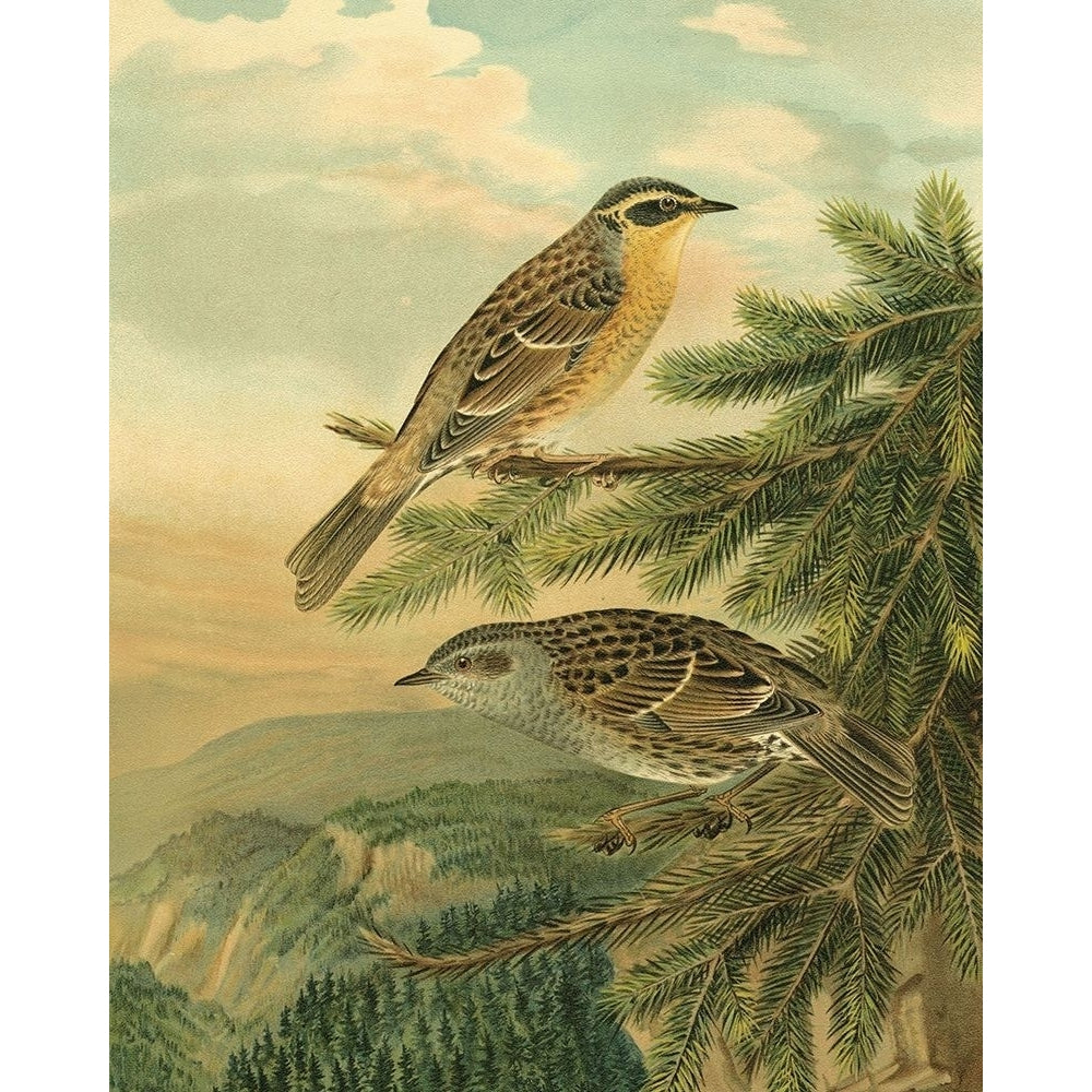 Small Woodland Birds I Poster Print - Studio Vision-VARPDX49736D Image 1