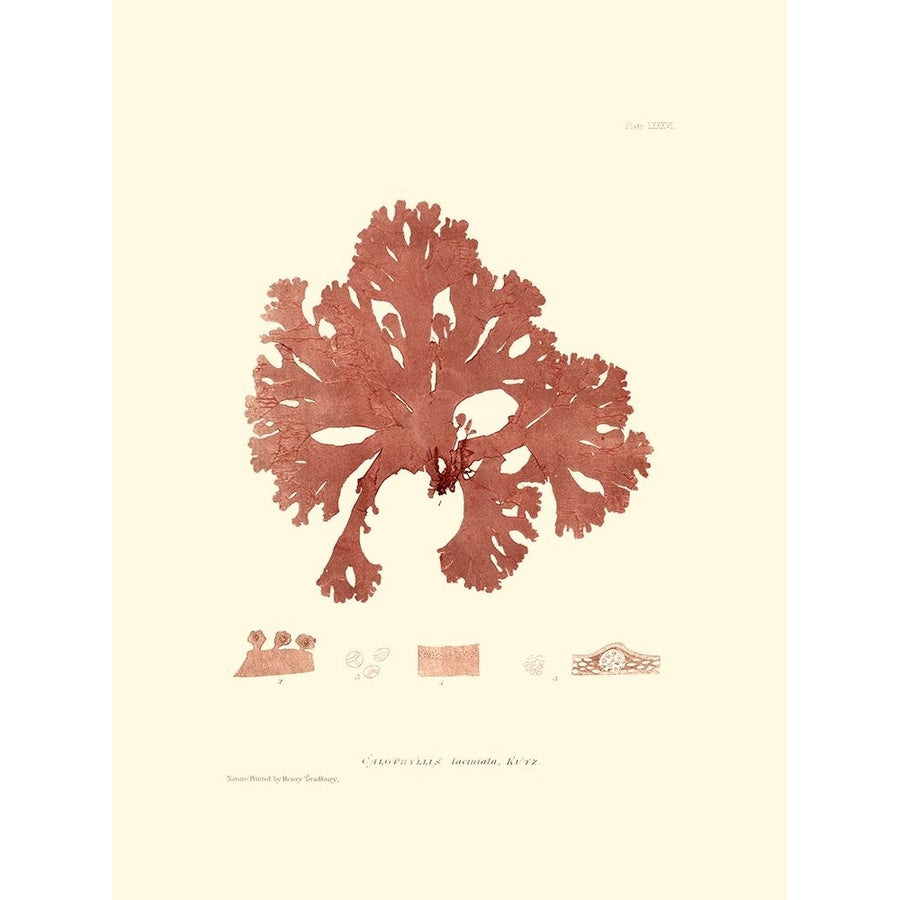 Nature Print in Coral I Poster Print - Studio Vision-VARPDX49800D Image 1