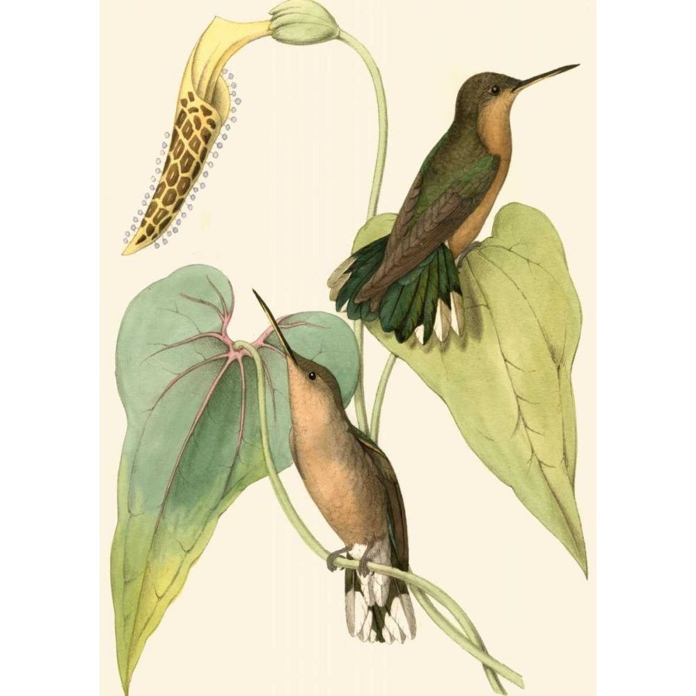 Delicate Hummingbird II Poster Print - Studio Vision-VARPDX49809D Image 1