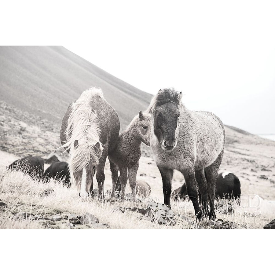 Horses of Hofn I BW Poster Print by Laura Marshall-VARPDX49811 Image 1