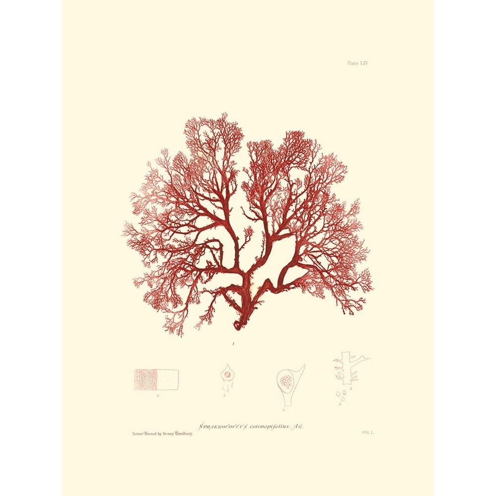 Nature Print in Coral II Poster Print - Studio Vision-VARPDX49801D Image 1