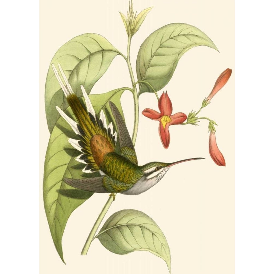 Delicate Hummingbird I Poster Print - Studio Vision-VARPDX49808D Image 1