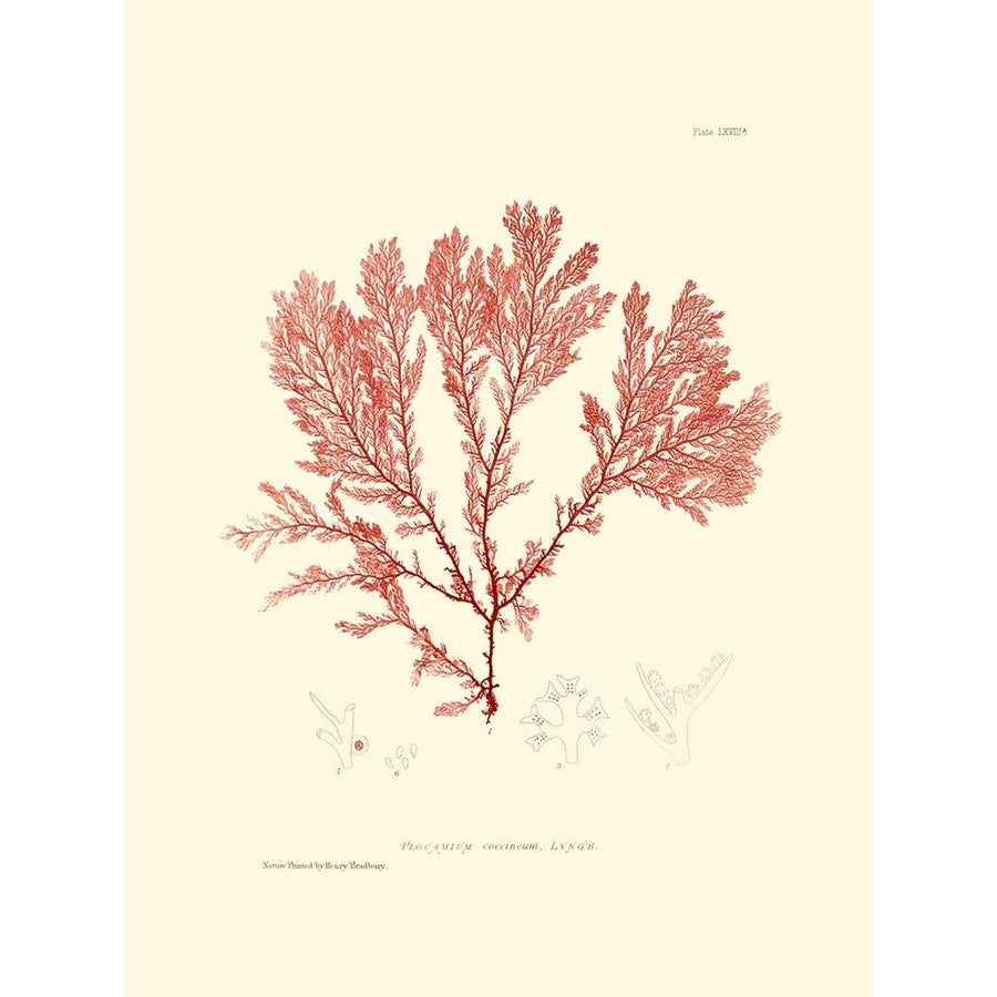 Nature Print in Coral IV Poster Print - Studio Vision-VARPDX49803D Image 1