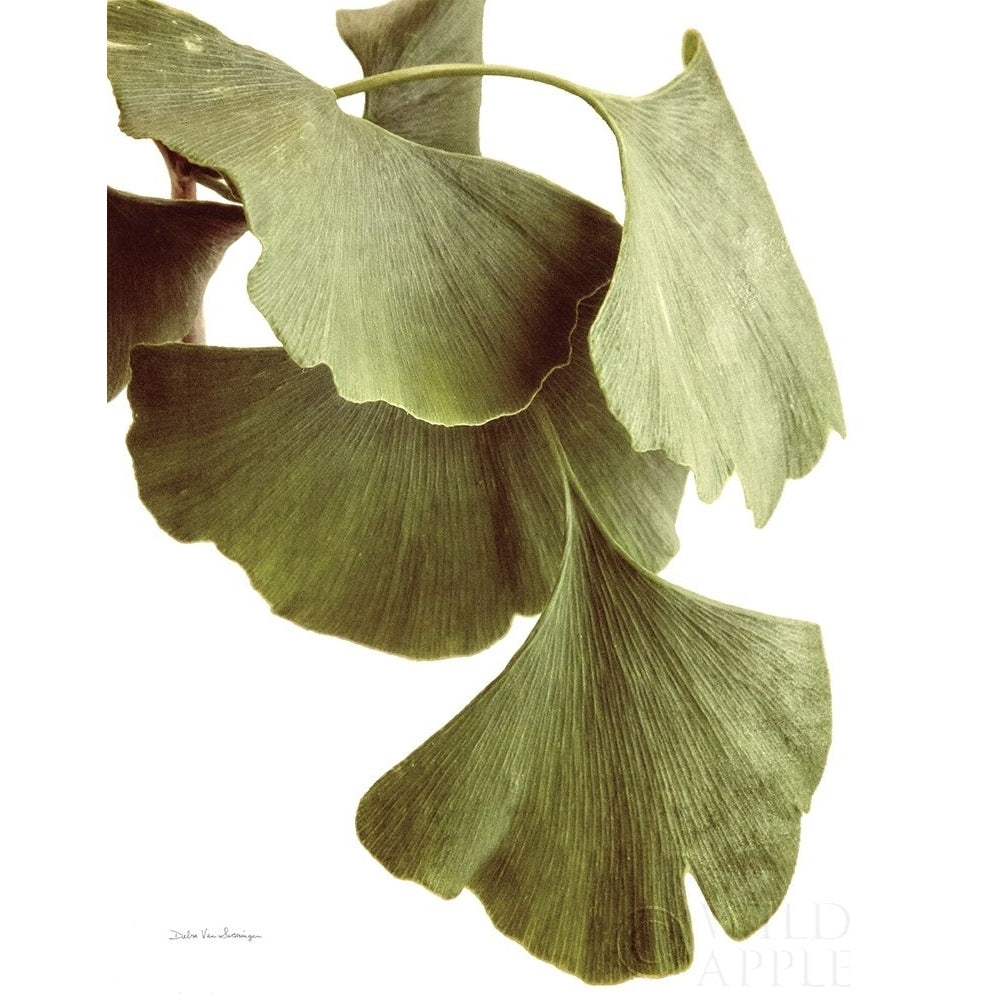 Ginko Color on White Poster Print by Debra Van Swearingen-VARPDX49981 Image 1