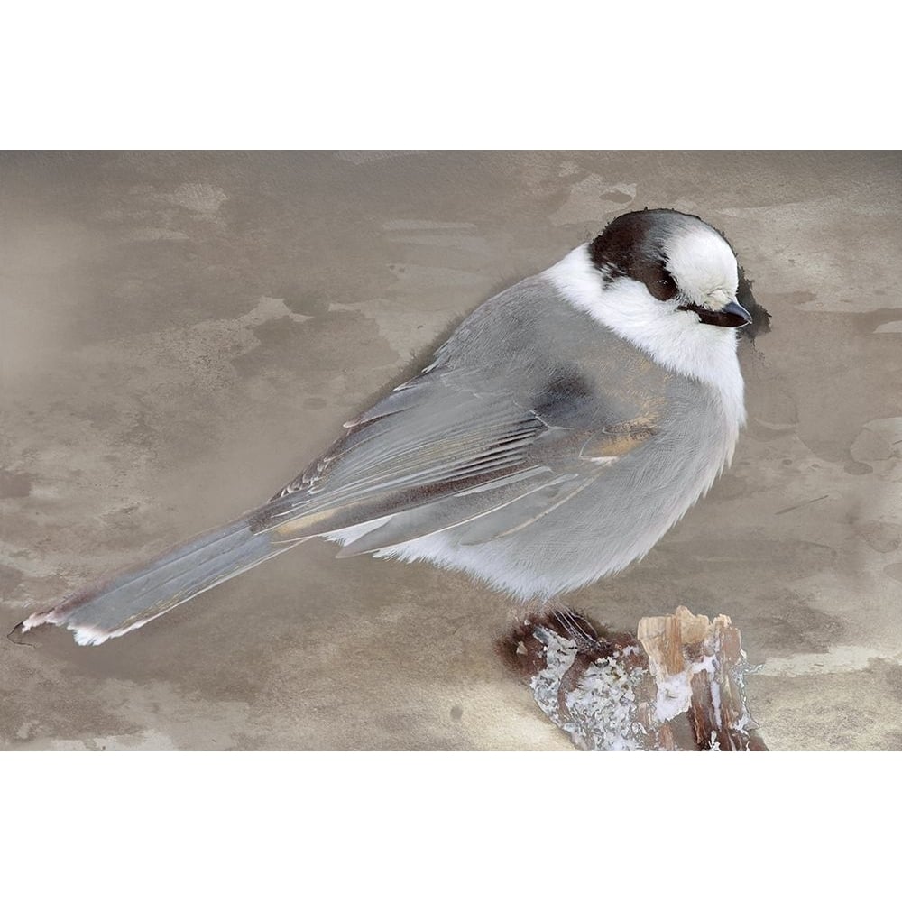 Grey Jay Ii Poster Print by Stephane Fontaine-VARPDX50075 Image 2