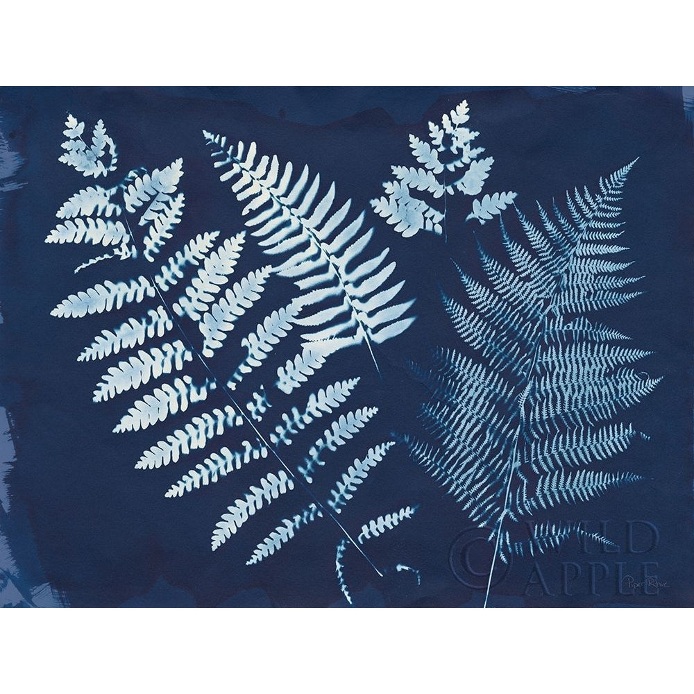 Nature By The Lake - Ferns II Poster Print by Piper Rhue-VARPDX50084 Image 1