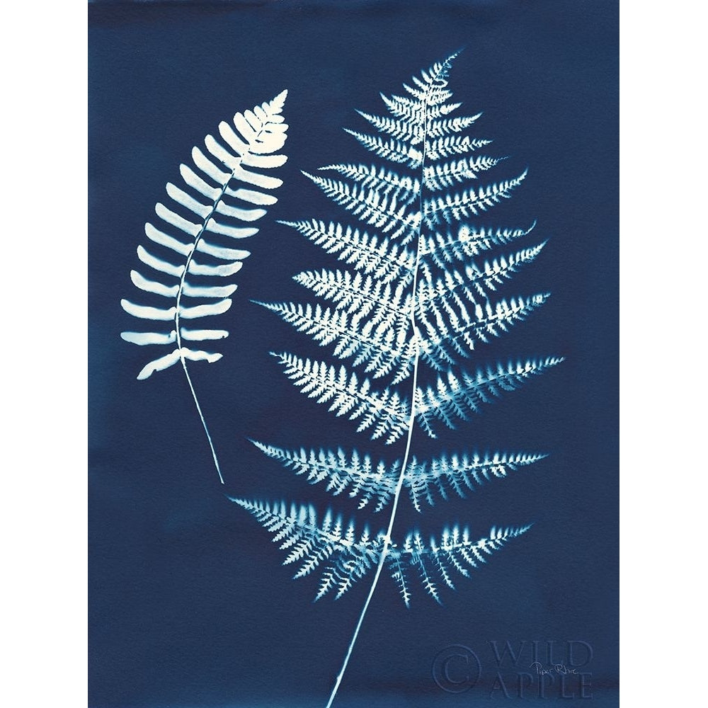 Nature By The Lake - Ferns V Poster Print by Piper Rhue-VARPDX50087 Image 1