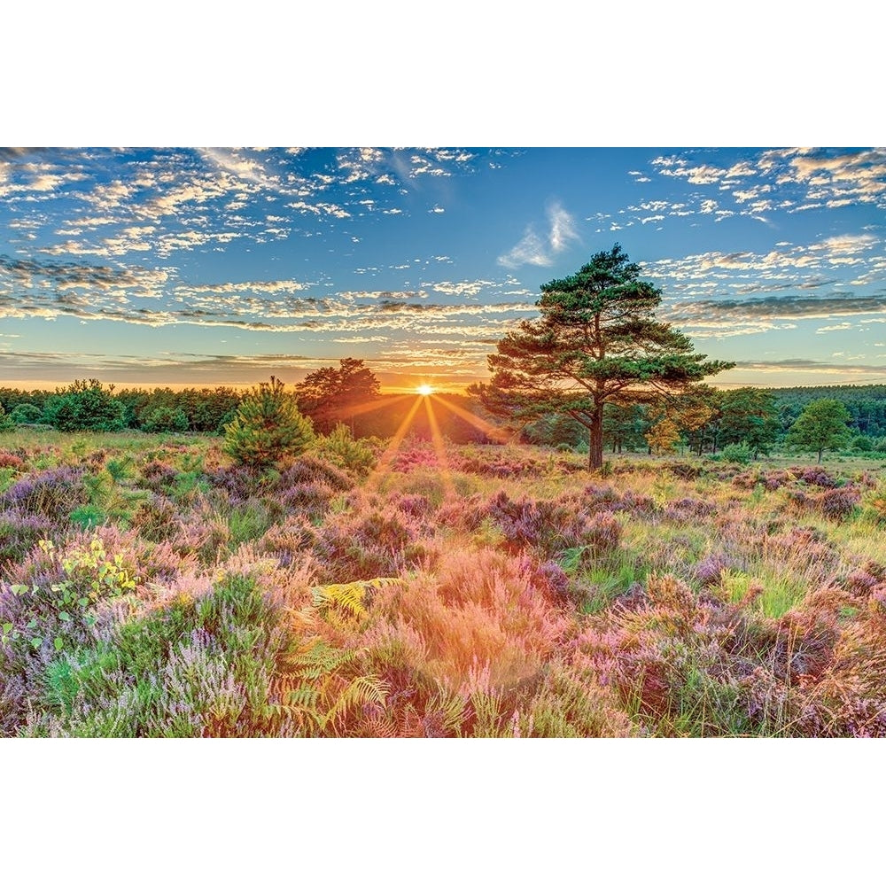 Heathland Sunset Poster Print by Assaf Frank-VARPDX50159 Image 1