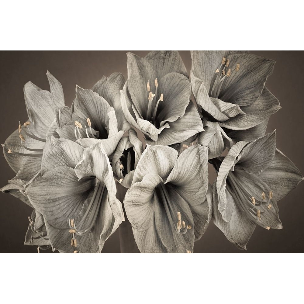 Grand Floral Poster Print by Assaf Frank-VARPDX50156 Image 2