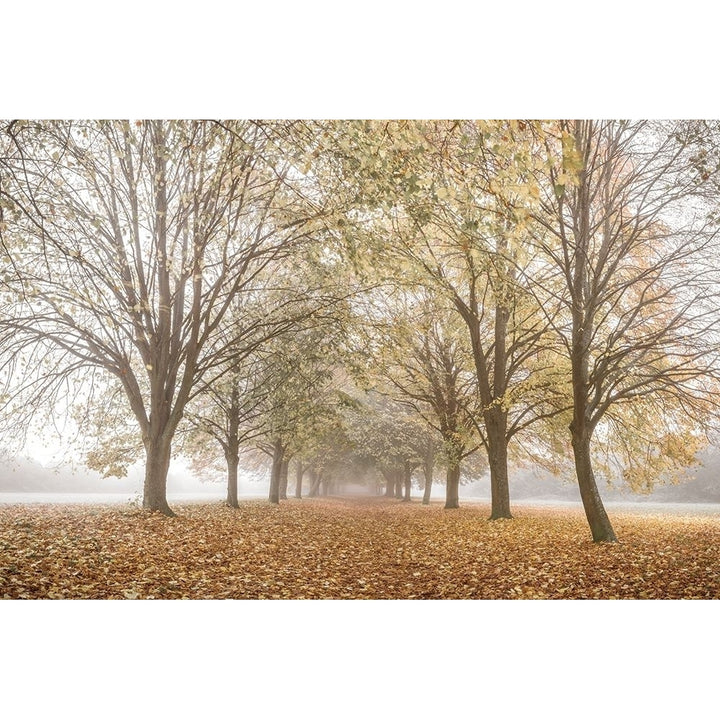 Autumns Peace Poster Print by Assaf Frank-VARPDX50160 Image 1