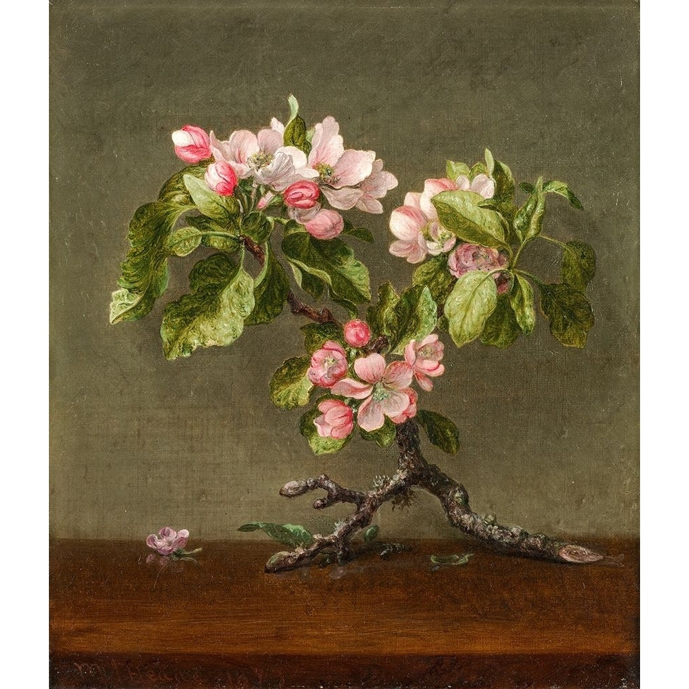 Apple Blossoms Poster Print by Martin Johnson Heade-VARPDX50195 Image 1