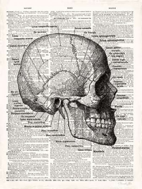 Vintage Anatomy Skull Poster Print by Christopher James-VARPDX502JAM1216 Image 1