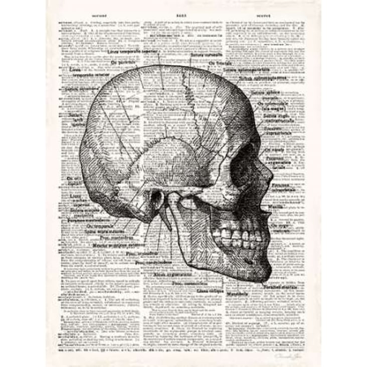 Vintage Anatomy Skull Poster Print by Christopher James-VARPDX502JAM1216 Image 2