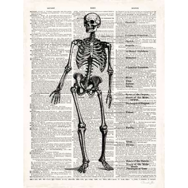 Vintage Anatomy Skeleton Poster Print by Christopher James-VARPDX502JAM1220 Image 1