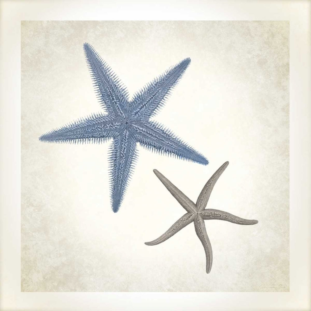 Sea Life Starfish Poster Print by Christopher James-VARPDX502JAM1237 Image 2