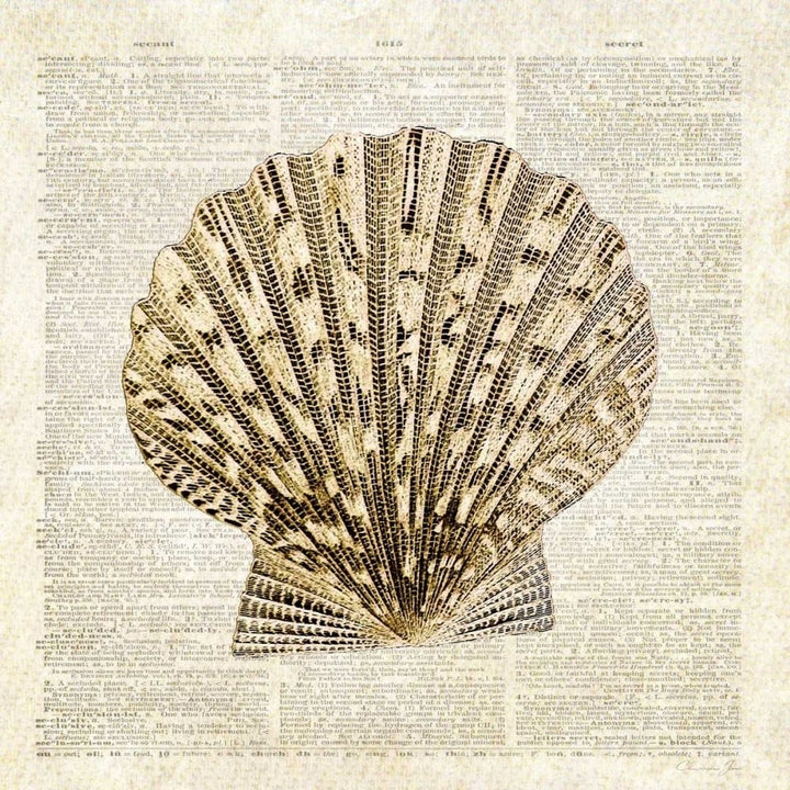 Scallop Shell Pages Poster Print by Christopher James-VARPDX502JAM1239 Image 1