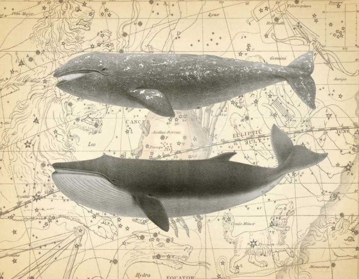 Whale Constellation 2 Poster Print by Christopher James-VARPDX502JAM1243 Image 1