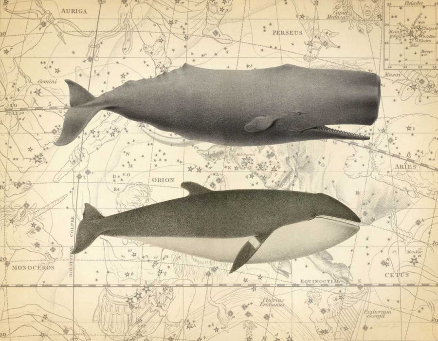 Whale Costellation 1 Poster Print by Christopher James-VARPDX502JAM1242 Image 1