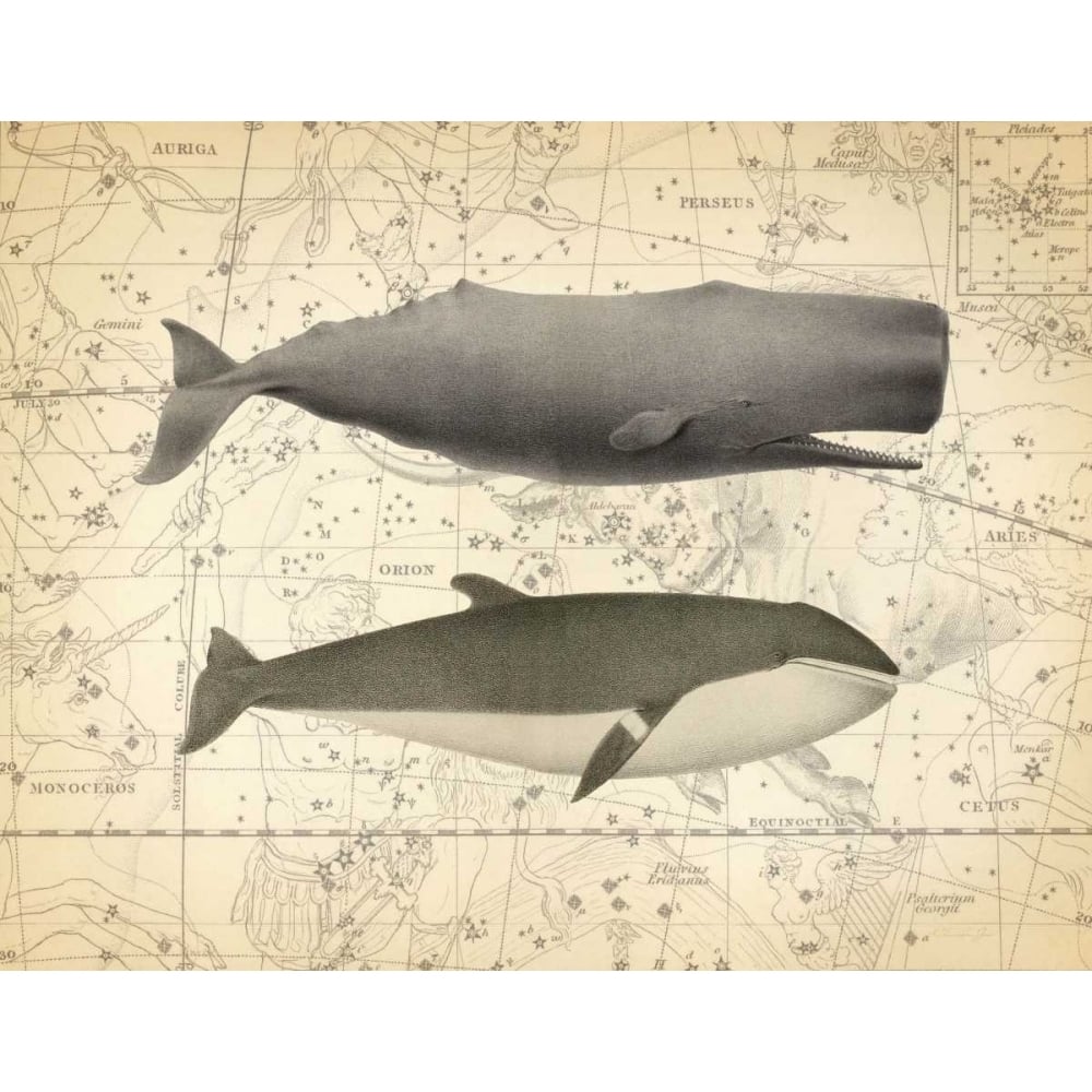 Whale Costellation 1 Poster Print by Christopher James-VARPDX502JAM1242 Image 2