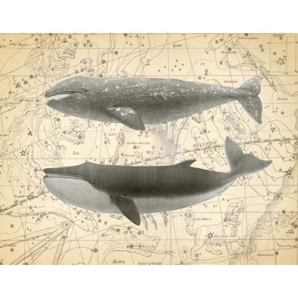 Whale Constellation 2 Poster Print by Christopher James-VARPDX502JAM1243 Image 2