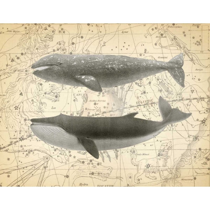 Whale Constellation 2 Poster Print by Christopher James-VARPDX502JAM1243 Image 1