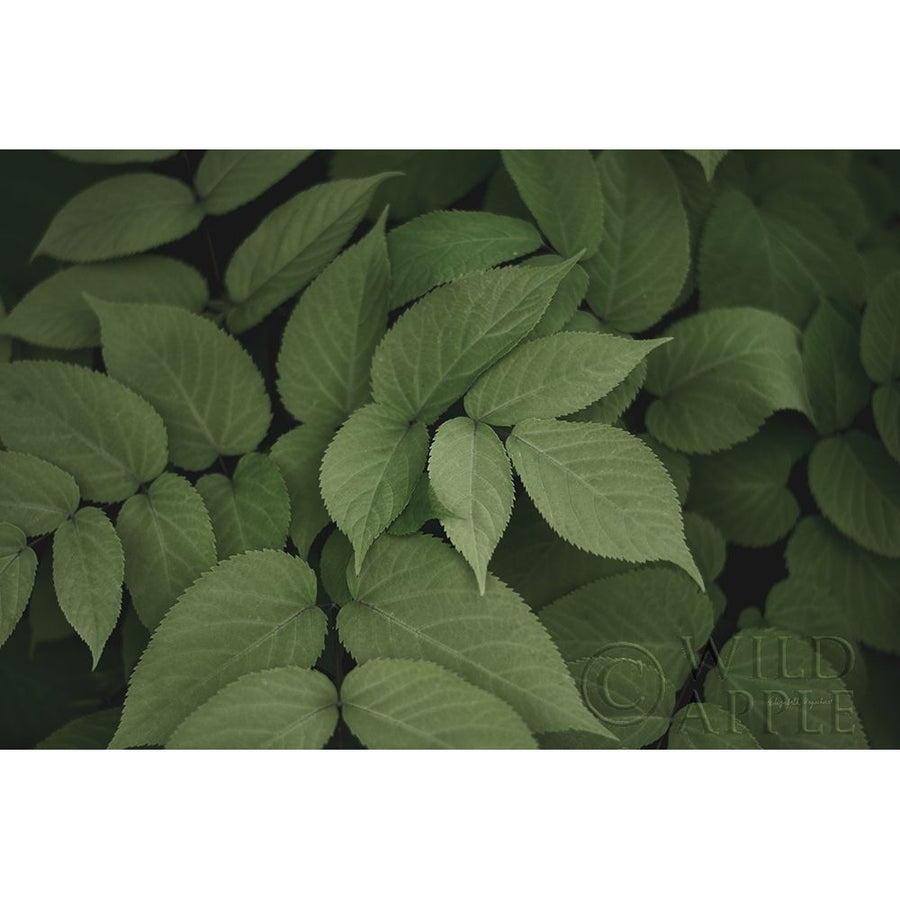 Leafy I Poster Print by Elizabeth Urquhart-VARPDX50718 Image 1