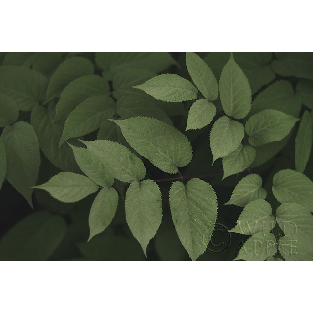 Leafy II Poster Print by Elizabeth Urquhart-VARPDX50719 Image 1