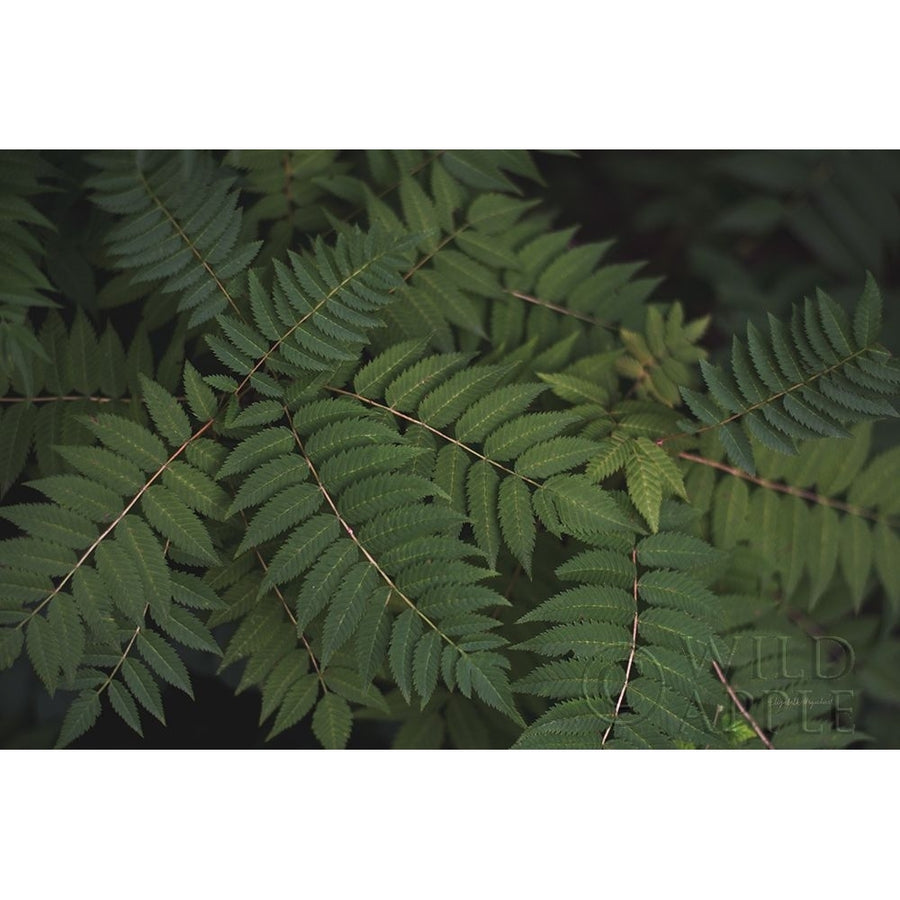 Leafy VI Poster Print by Elizabeth Urquhart-VARPDX50723 Image 1