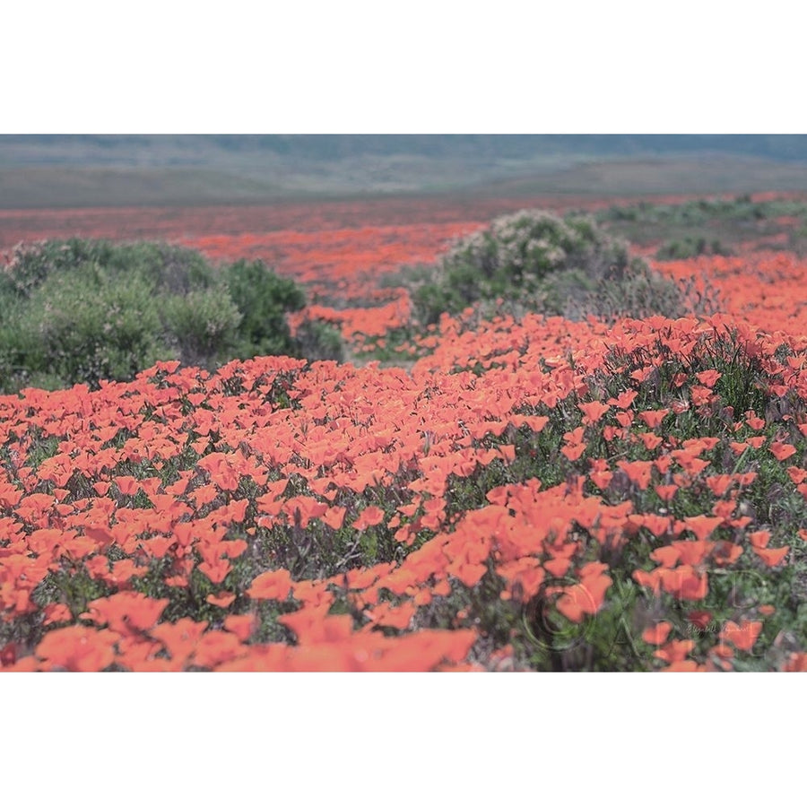 California Blooms II Poster Print by Elizabeth Urquhart-VARPDX50746 Image 1