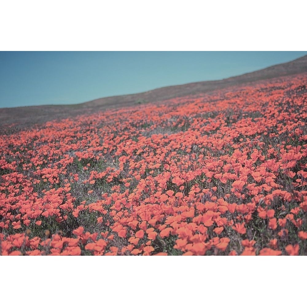 California Blooms III Poster Print by Elizabeth Urquhart-VARPDX50747 Image 1