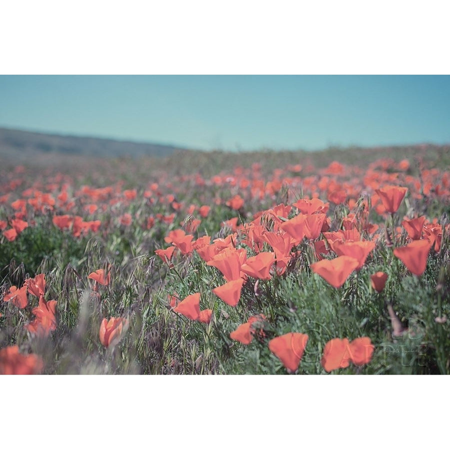 California Blooms I Poster Print by Elizabeth Urquhart-VARPDX50745 Image 1