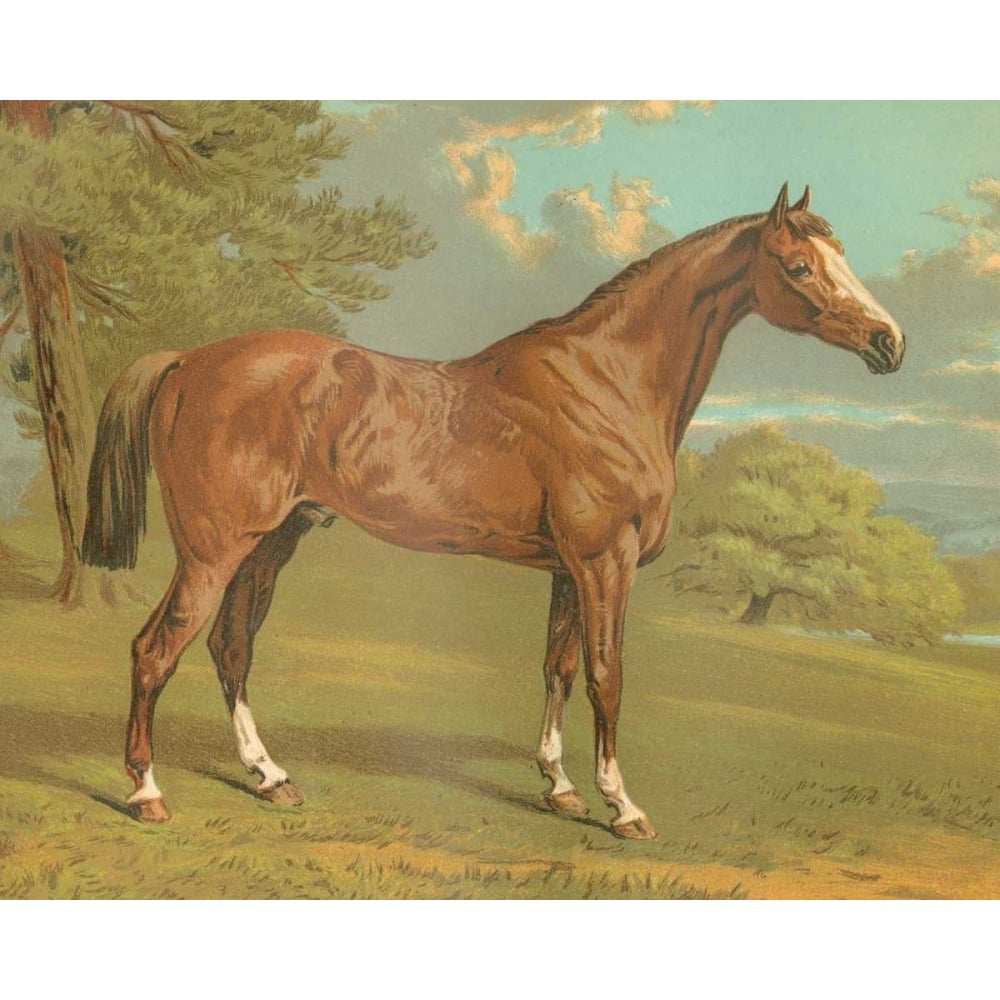 Cassells Thoroughbred I Poster Print - Cassel-VARPDX51068Z Image 1