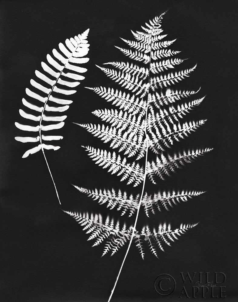 Nature by the Lake Ferns V Black Crop Poster Print by Piper Rhue-VARPDX51197 Image 1