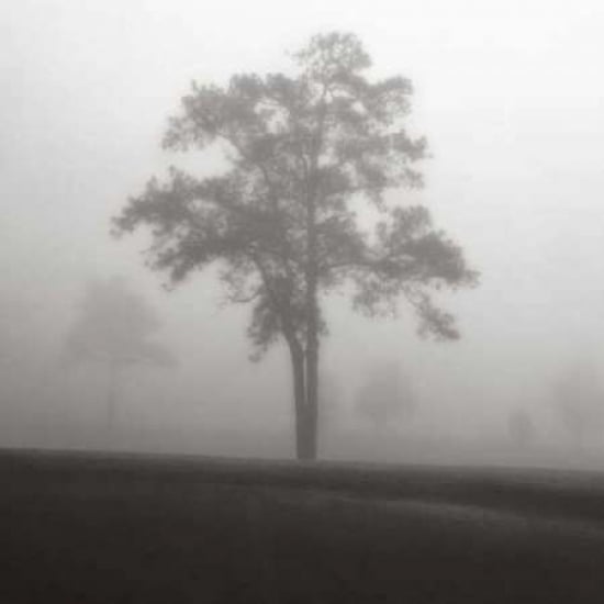 Fog Tree Study I Poster Print by Jamie Cook-VARPDX5117 Image 2