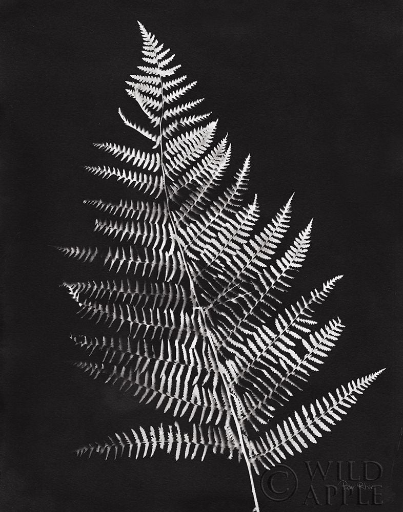 Nature by the Lake Ferns VI Black Crop Poster Print by Piper Rhue-VARPDX51198 Image 1