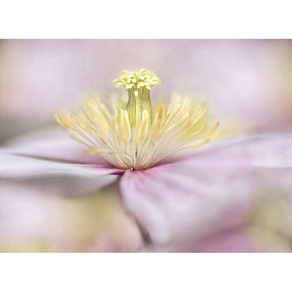 Montana Poster Print - Mandy Disher-VARPDX51437 Image 1