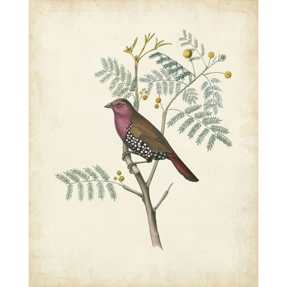 Delicate Birds II Poster Print - Unknown-VARPDX51508Z Image 1