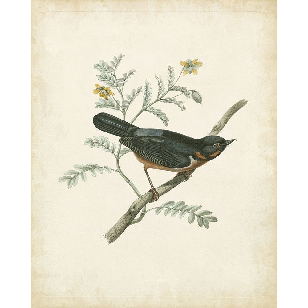 Delicate Birds III Poster Print - Unknown-VARPDX51509Z Image 1