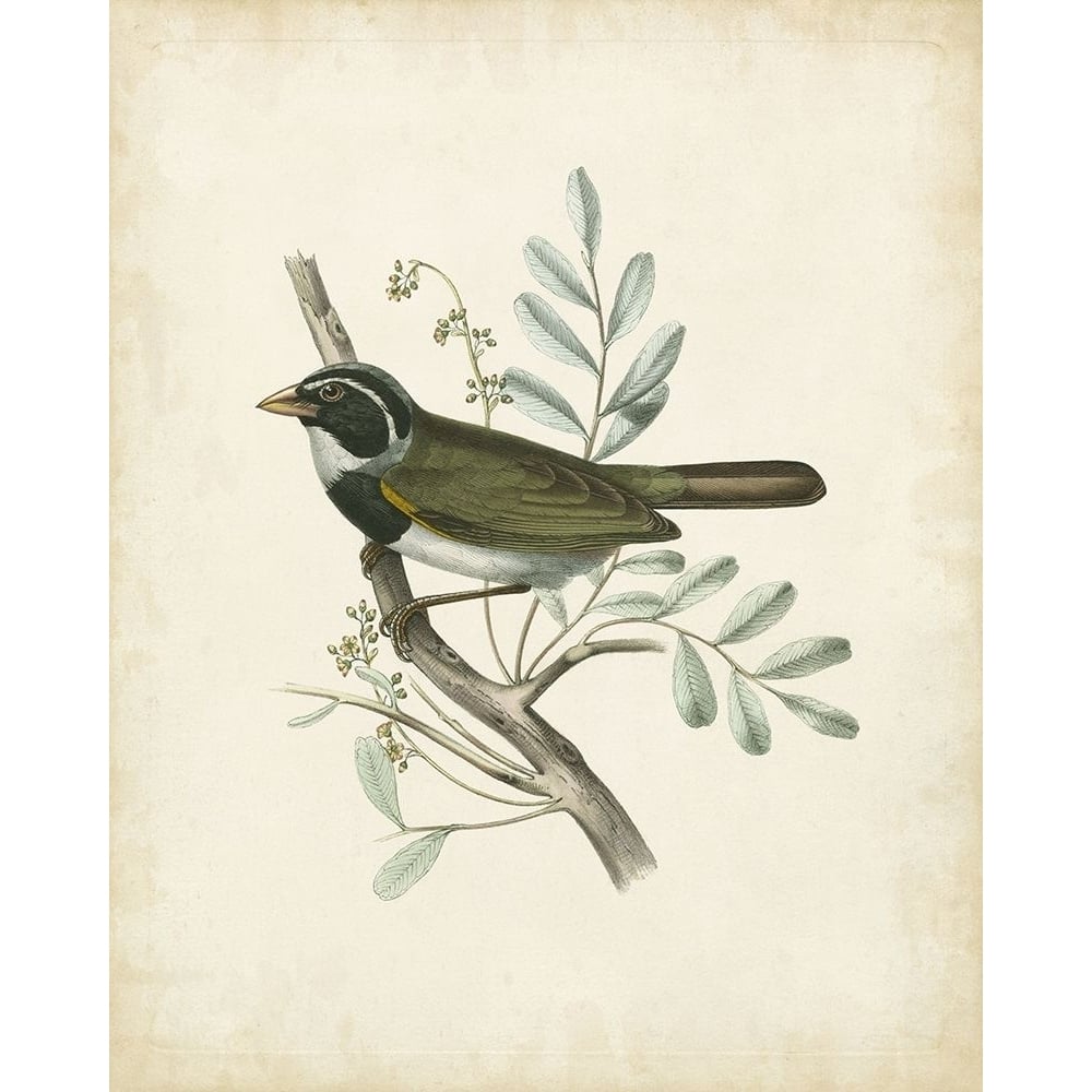 Delicate Birds VI Poster Print - Unknown-VARPDX51512Z Image 1