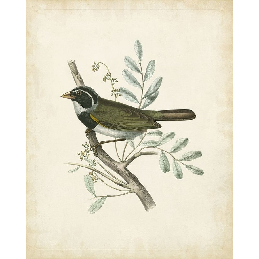 Delicate Birds VI Poster Print - Unknown-VARPDX51512Z Image 1