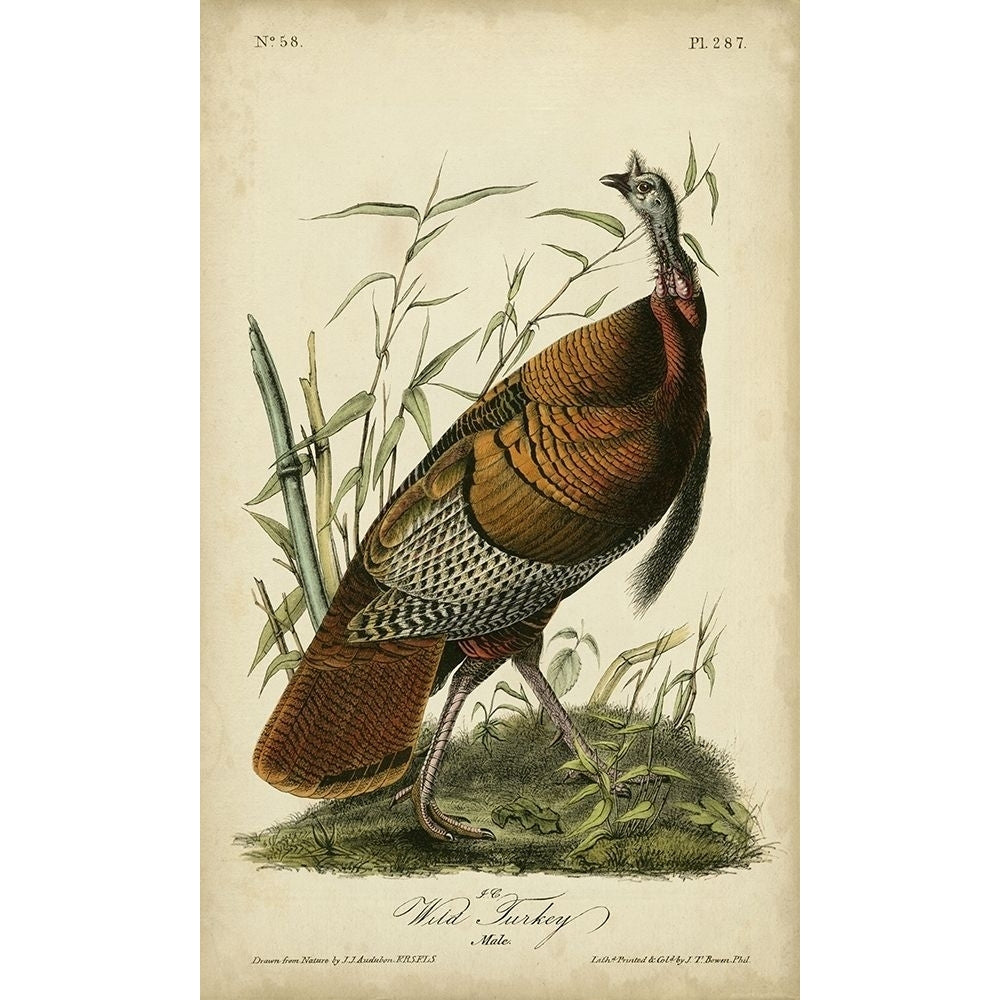 Audubon Wild Turkey Poster Print - John James Audubon-VARPDX51515Z Image 1